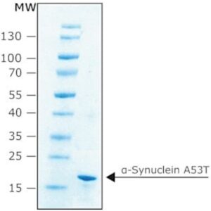α-Synuclein A53T human