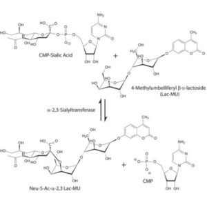 α-2,3-Sialyltransferase from Pasteurella multocida