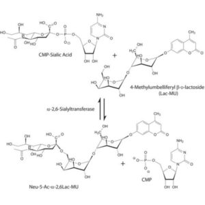 α-2,6-Sialyltransferase from Photobacterium damsela