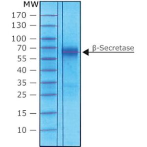 β-Secretase human