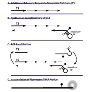 TRAPeze™ RT Telomerase Detection Kit