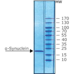 α-Synuclein human