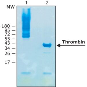 Thrombin protease, biotin-tagged