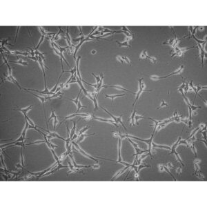 YUMMER1G.1F Mouse Cell Line