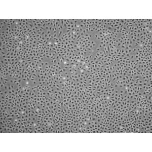 WB-F344 Rat Liver Progenitor Cell Line