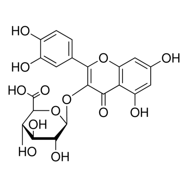 Quercetin 3-glucuronide