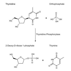 Thymidine Phosphorylase, recombinant from Escherichia coli