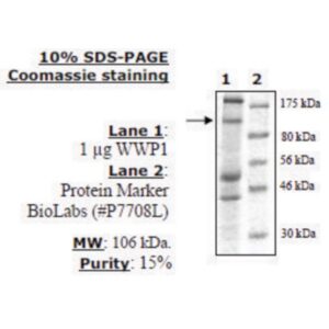 WWP1 Active human