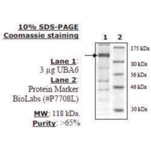 UBA6 (UBE1L2) Active human