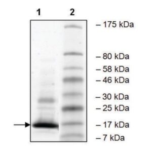 WDR9 (1308-1436) human