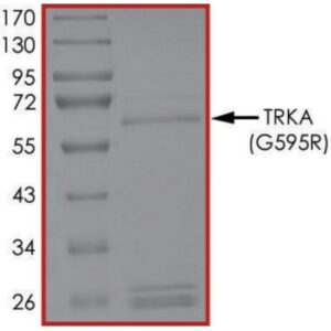 TRKA (G595R), Active