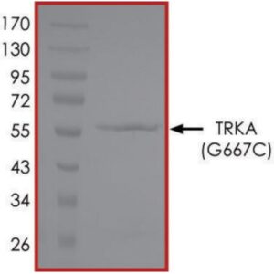 TRKA (G667C), Active