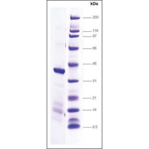 TFIIA-p55 human