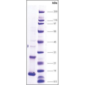 TFIIA-p12 human