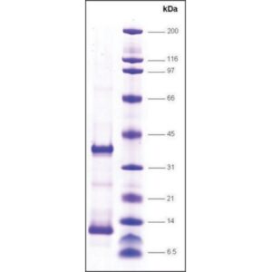 TFIIA, reconstituted human