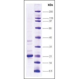 TNFα, low endotoxin, His tagged human