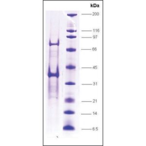 TFIIA (p12), γ subunit, GST tagged human