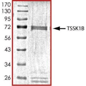 TSSK1B, active, GST tagged human