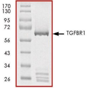 TGFβR1 (80-end), GST tagged human