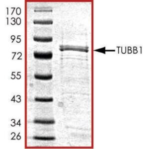 Tubulin, GST tagged human
