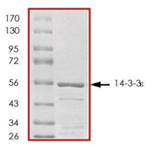 14-3-3 ε, GST tagged human