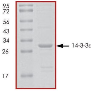 14-3-3 ε, untagged human