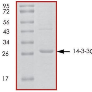 14-3-3 ζ, untagged human