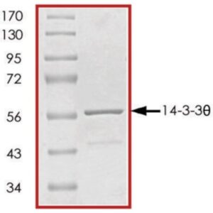 14-3-3 θ, GST tagged human