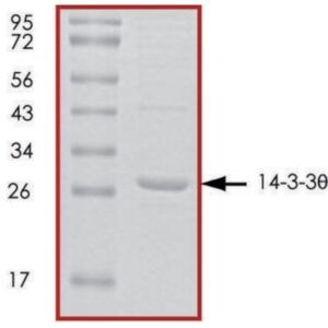 14-3-3 θ, untagged human