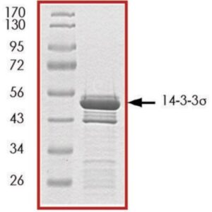 14-3-3 σ , GST tagged human