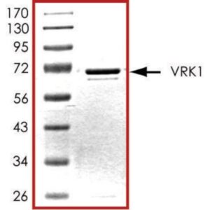 VRK1, active, GST tagged human