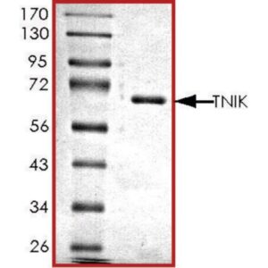 TNIK, active, GST tagged human