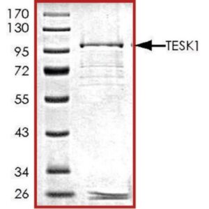 TESK1, GST tagged human