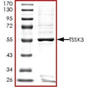 TSSK3, GST tagged human