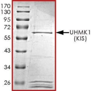 UHMK1 (KIS), GST tagged human