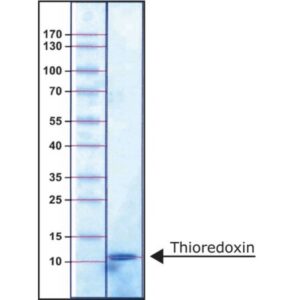 Thioredoxin from Escherichia coli