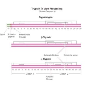 Trypsin from bovine pancreas