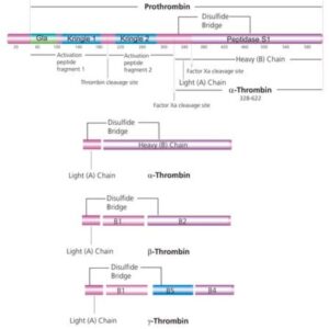 Thrombin from human plasma