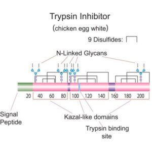 Trypsin inhibitor from chicken egg white