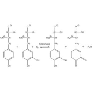Tyrosinase from mushroom