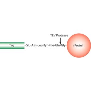 TEV Protease