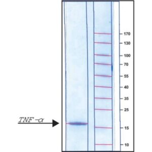 Tumor Necrosis Factor-α from rat