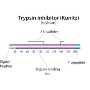 Trypsin inhibitor from Glycine max (soybean)