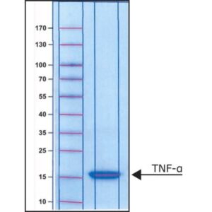 Tumor Necrosis Factor-α from mouse