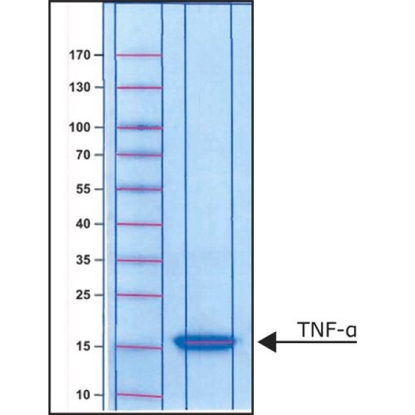Tumor Necrosis Factor-α from mouse