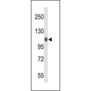 Thymidine 5′-triphosphate sodium salt solution