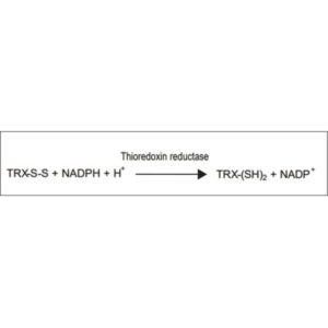 Thioredoxin Reductase from Escherichia coli
