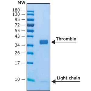 Thrombin human