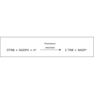 Thioredoxin Reductase from rat liver