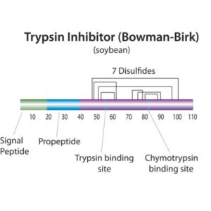 Trypsin-chymotrypsin inhibitor from Glycine max (soybean)